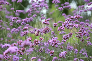 Naklejka premium Purple Verbena bonariensis, also known as blue vervain 'Buenos Aires' in flower.