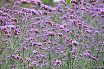 Purple Verbena bonariensis, also known as blue vervain 'Buenos Aires' in flower.