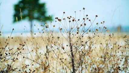 A delightful arrangement of dried wildflowers is set against a soft blue background. Stock Clip