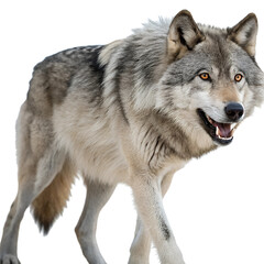 Fototapeta premium Wolf in Nature isolated on transparent background cutout, Png, Cutout