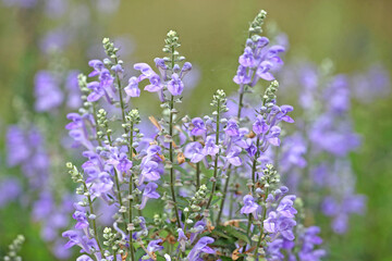 Pale blue Scutellaria incana, the hoary skullcap or downy skullcap in flower.