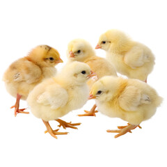 Fototapeta premium Group of Yellow Chicks isolated on transparent background cutout, Png, Cutout