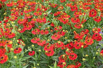 Bright red helenium sneezeweed ‘Rubinzwerg’ in flower.