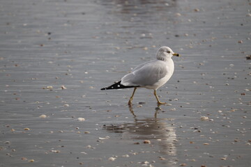 Birds near ocean on sandy beach