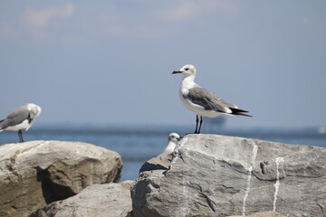 Birds near ocean on sandy beach