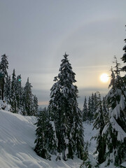 Winter landscape with trees and snow