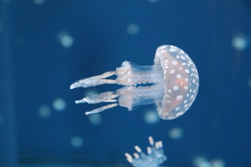 jellyfish floating in water