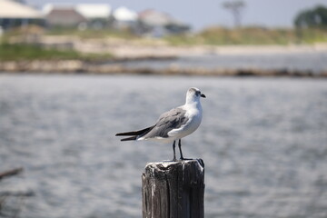 Birds near ocean on sandy beach