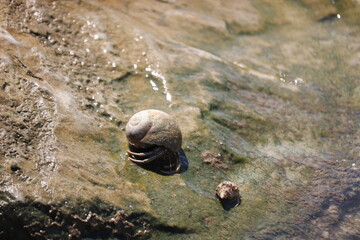 Crabs and seashells on rocks on ocean beach