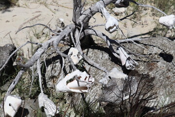 Rocks, coral and fossils on beach