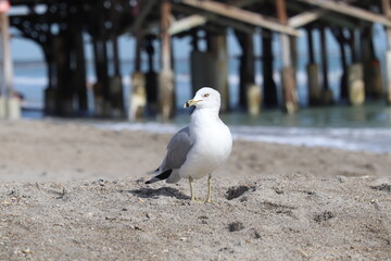 Birds near ocean on sandy beach