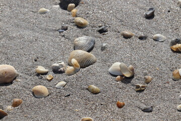 Crabs and seashells on rocks on ocean beach