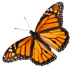Close-Up of Monarch Butterfly in Natural Colors isolated on transparent background cutout, Png, Cutout