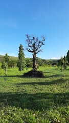 obras na usina de arte, em água santa, pernambuco