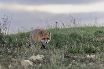 Red fox