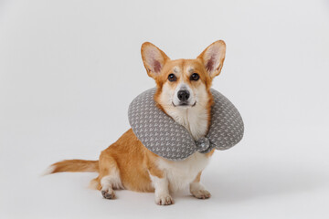 Corgi dog wearing a travel pillow for relaxation and comfort