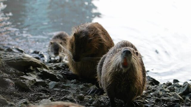 Beaver rat