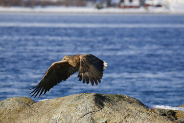 Aquila di mare tra i fiordi delle isole Vesteralen. Norvegia del nord.