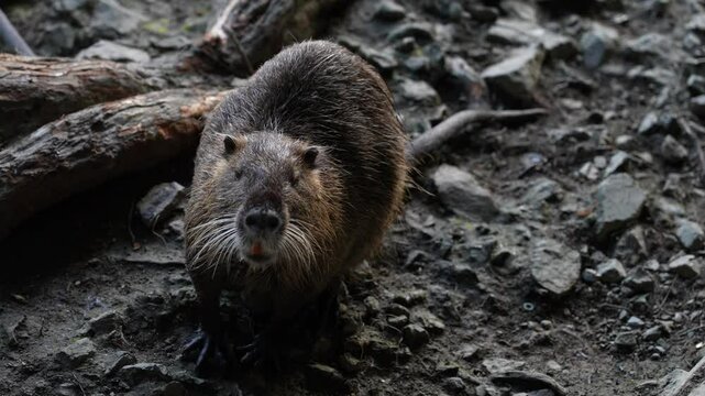 Beaver rat
