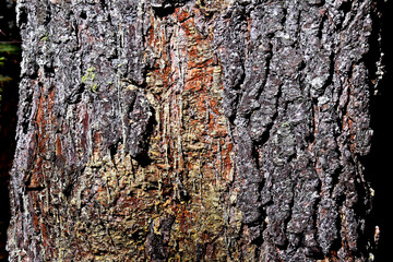 Sap flows to seal the wound and prevent infection from insects and pathogens entering the damaged area