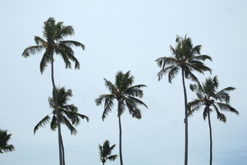 coqueiros em praia no nordeste brasileiro 