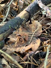 Hidden Frog in Autumn Forest Floor