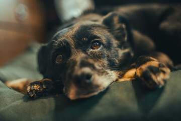 Mongrel. Photography with a specific atmosphere.