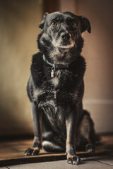 Mongrel. Photography with a specific atmosphere.