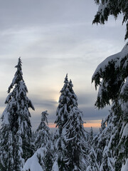 Winter landscape with trees