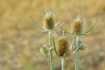 Obraz premium plants growing in natural areas. natural thorn photos.