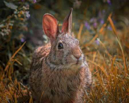 adorable wild cottontail rabbit in the grass nature background	
