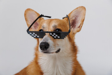 Stylish corgi dog wearing pixelated sunglasses, looking cool and confident