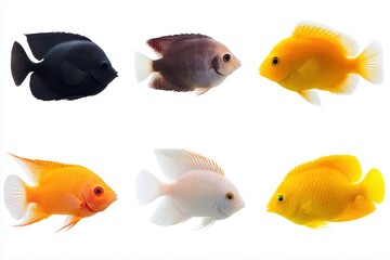 Fototapeta premium A row of fish with different colors and sizes. The yellow fish is the largest. The black fish is the smallest