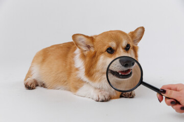 Corgi dog being examined with a magnifying glass focused on its ear, curious expression