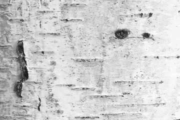 pattern of birch bark with black birch stripes