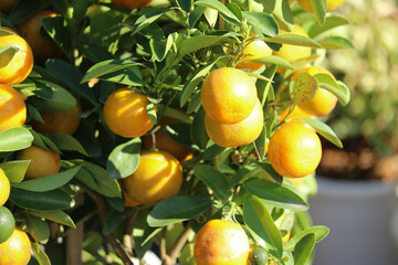 oranges on tree