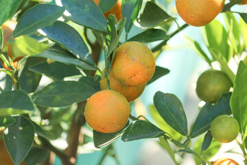 orange tree with fruits