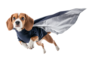 A beagle dog wearing a superhero cape, flying with a determined expression cut out transparent isolated PNG