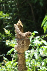 bicho preguiça subindo em tronco 