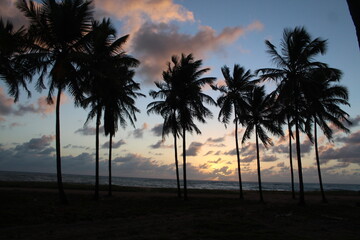nascer do sol em coqueiral de maracaípe, pernambuco