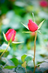 A beautiful red rose in full bloom, surrounded by blurred greenery. The delicately layered petals reveal bright, warm colors, with natural gradations.