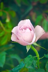 A beautiful pink rose in full bloom, surrounded by blurred greenery. The delicately layered petals reveal bright, warm colors, with natural gradations.
