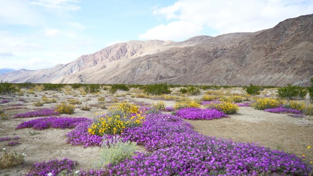 Borrego Springs California Wildflowers in Spring