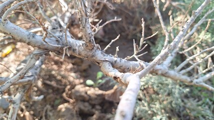 Small dry branches of a tree in the garden