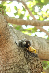 sagui em árvore comendo frutas