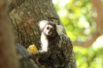 sagui em árvore comendo frutas