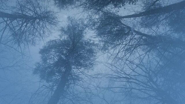 Snowing In Misty Forest Moving Shot