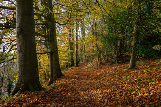Pine Walk in Shaftesbury, Dorset, UK. Autumn (fall) scene of a beautiful woodland path in Shaftesbury with golden colors.