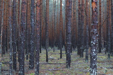 pine forest on an autumn day