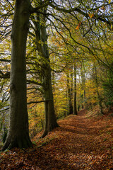 Pine Walk in Shaftesbury, Dorset, UK. Autumn (fall) scene of a beautiful woodland path in Shaftesbury with golden colors.